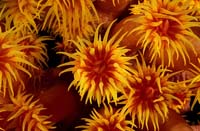 T-Bohn-D001R-0041-PI-Anilao