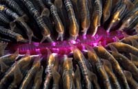 T-Bohn-D001R-0044-PI-Anilao