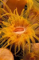 T-Bohn-D001R-0103-A-PI-Anilao