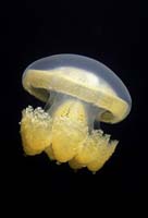 T-Bohn-D001R-0124-A-Palau