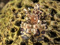 T-Bohn-D001R-0133-PI-Anilao-Basura