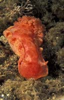 T-Bohn-D001R-0156-PI-Anilao-Basura