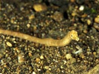 T-Bohn-D002B-0001-A-PI-Anilao-Basura