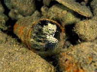 T-Bohn-D002B-0002-A-PI-Anilao-Basura