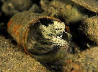 T-Bohn-D002B-0003-A-PI-Anilao-Basura