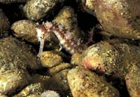 T-Bohn-D002B-0006-A-PI-Anilao-Basura