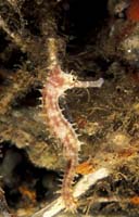 T-Bohn-D002B-0007-PI-Anilao-Basura