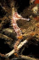 T-Bohn-D002B-0011-A-PI-Anilao-Basura