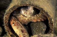 T-Bohn-D002B-0018-A-PI-Anilao-Basura