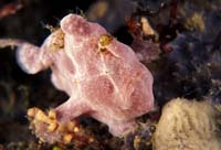 T-Bohn-D002B-0020-A-PI-Cabilao