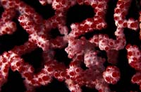 T-Bohn-D002B-0028-A-PI-Cabilao