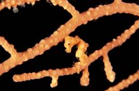 T-Bohn-D002B-0029-A-PI-Cabilao