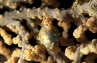 T-Bohn-D002B-0038-A-PI-Cabilao