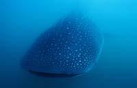 T-Bohn-D002B-0050-PI-Donsol