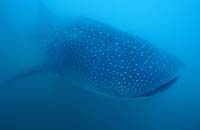 T-Bohn-D002B-0053-PI-Donsol