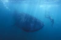 T-Bohn-D002B-0057-PI-Donsol