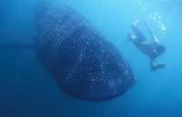 T-Bohn-D002B-0059-PI-Donsol