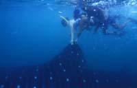 T-Bohn-D002B-0062-PI-Donsol