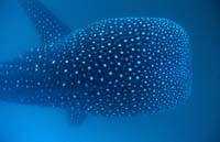 T-Bohn-D002B-0064-PI-Donsol