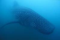 T-Bohn-D002B-0097-PI-Donsol