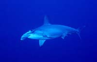 T-Bohn-D002B-0112-PI-Tubb