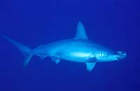 T-Bohn-D002B-0117-PI-Tubb