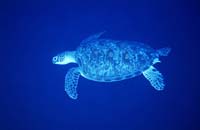 T-Bohn-D002B-0146-PI-Tubb