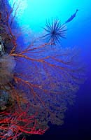 T-Bohn-D002G-0011-PI-Tubb