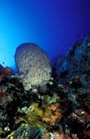 T-Bohn-D002G-0013-PI-Tubb