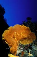 T-Bohn-D002G-0018-PI-Tubb