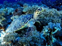 T-Bohn-D002G-0033-PI-Tubb