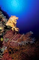 T-Bohn-D002G-0041-PI-Tubb